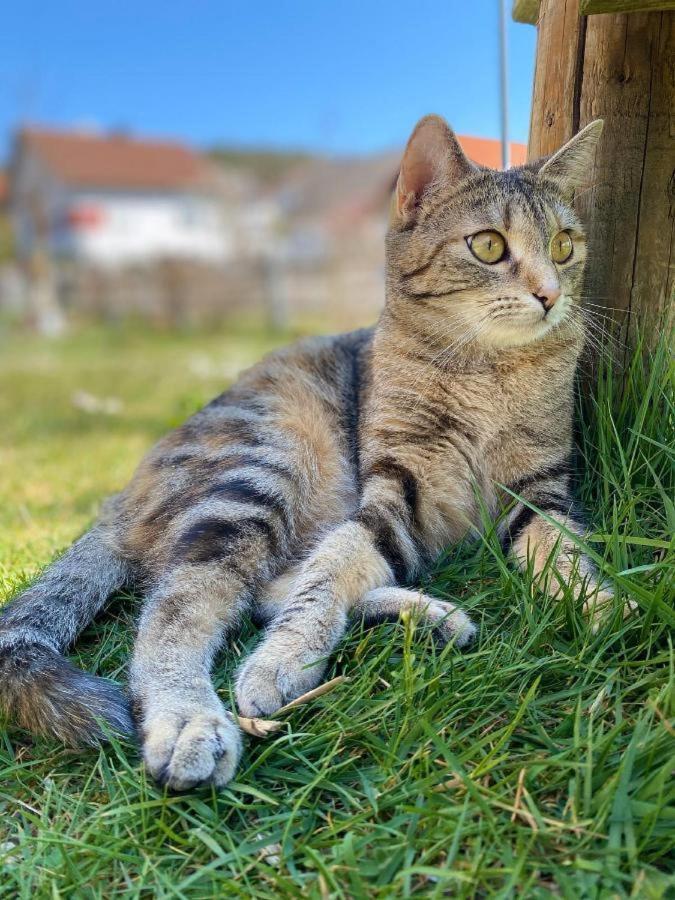 Naturspiel Posing Екстериор снимка
